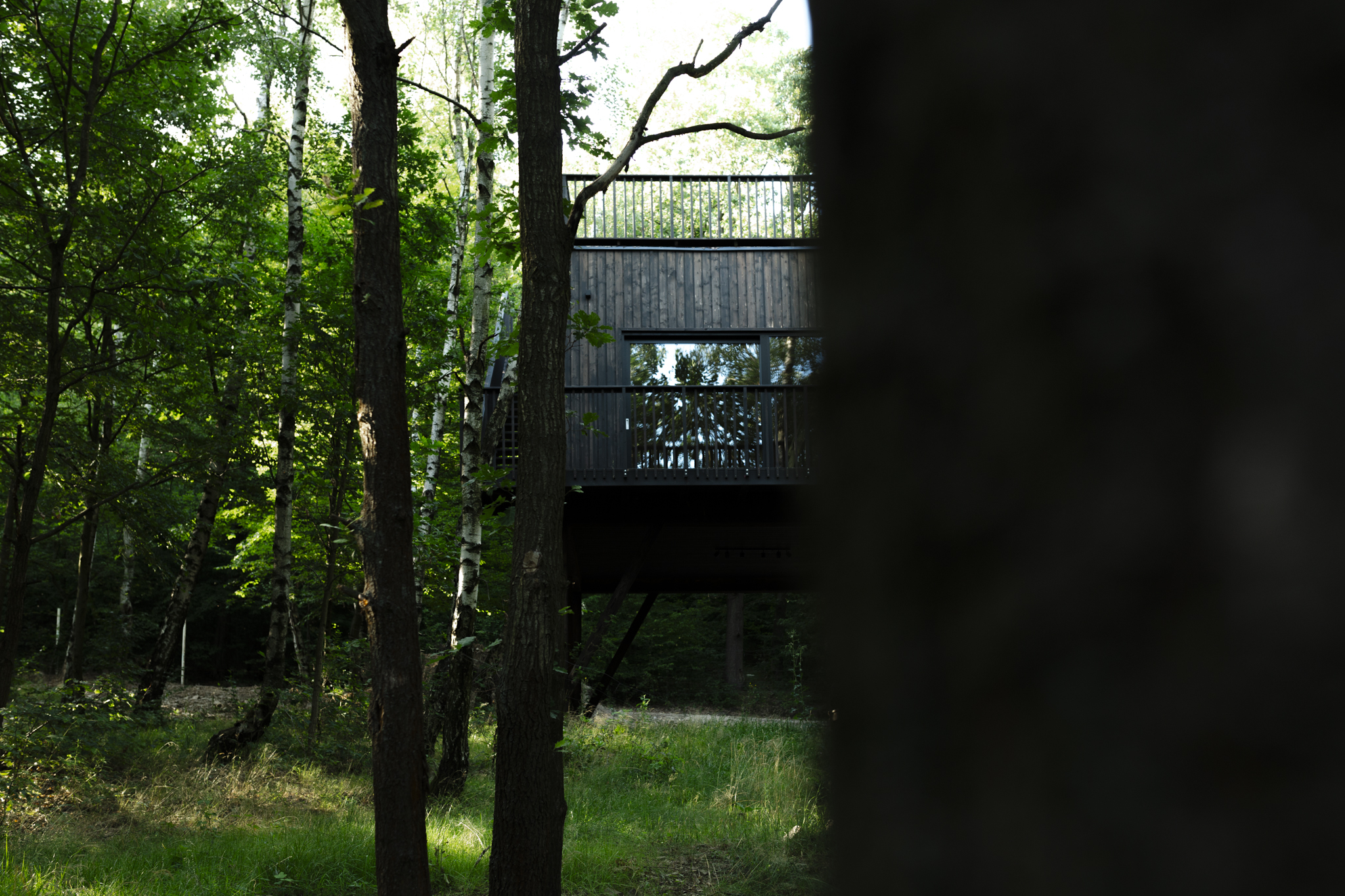 Wnętrze Bosco Bardo